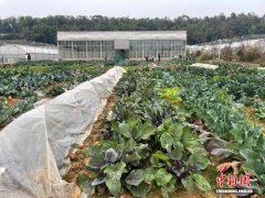 武汉一高校学生自种蔬菜成“抢手货”